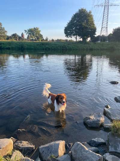 Kooikerhondje-Beitrag-Bild