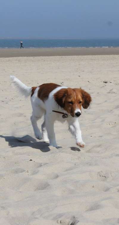 Kooikerhondje-Beitrag-Bild