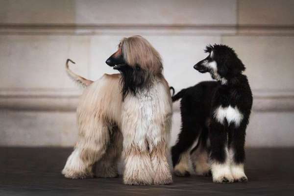 Hundetreffen-Gassi Partner in Selters und der Nähe-Bild