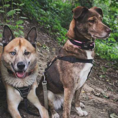 Hundetreffen-Freunde gesucht-Bild
