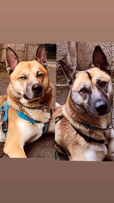 Deutsche Schäferhunde, Belgische Schäferhunde.-Beitrag-Bild