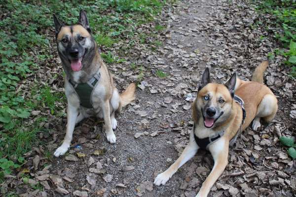 Shepsky / Husky Schäferhundmix
Was habt ihr für Erfahrungen gemacht?-Beitrag-Bild