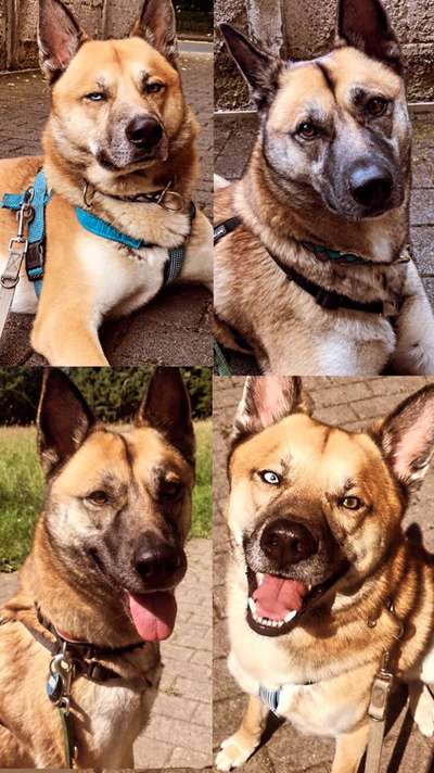 Alles rund um den Schäferhund, diskutieren erwünscht.-Beitrag-Bild