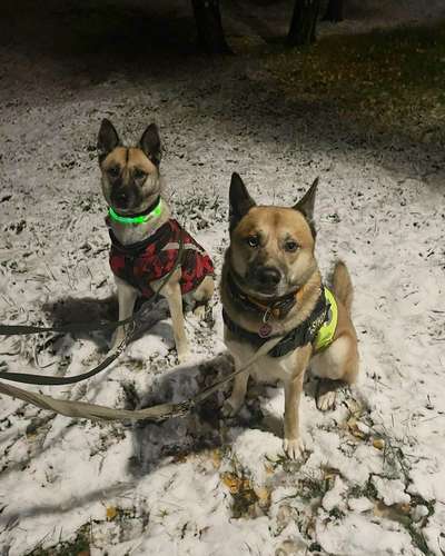 Deutsche Schäferhunde, Belgische Schäferhunde.-Beitrag-Bild