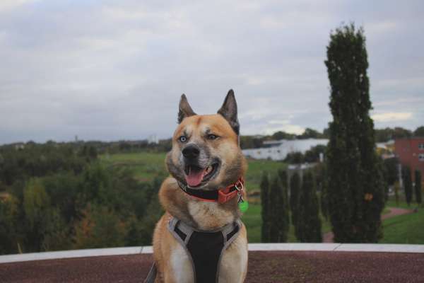 Hundetreffen-Beste Freundin gesucht-Bild