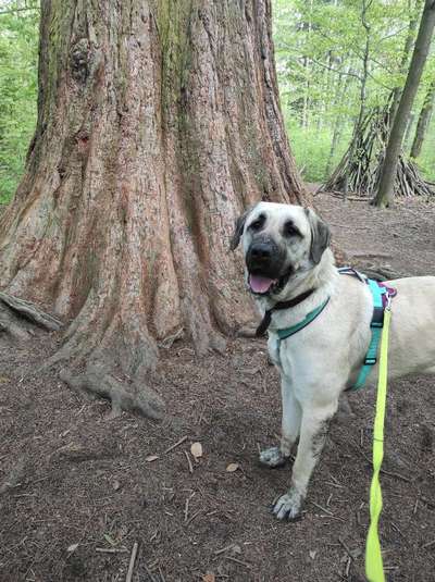 Hundeauslaufgebiet-Mammutbaum-Bild