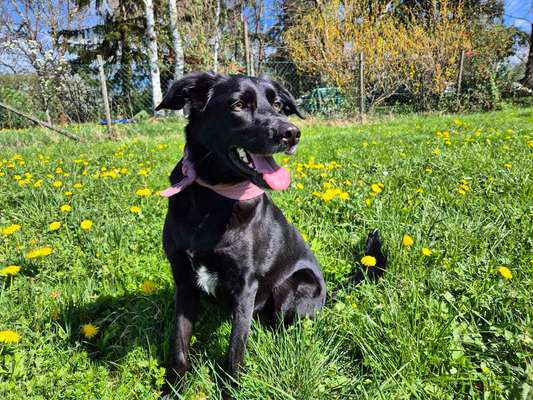 Hundetreffen-Gassi-/Spiel treffen-Bild