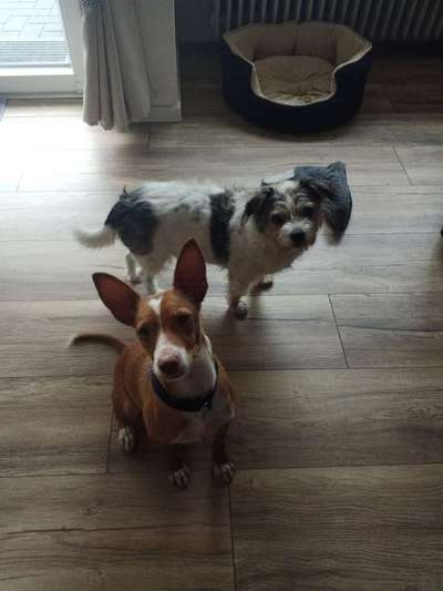 Hund aus dem Spanischen Tierschutz-Beitrag-Bild