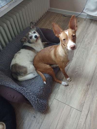 Hund aus dem Spanischen Tierschutz-Beitrag-Bild