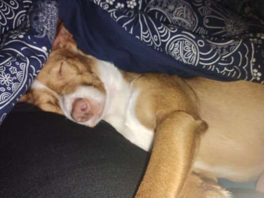 Darf der Hund bei Euch im Bett schlafen?-Beitrag-Bild