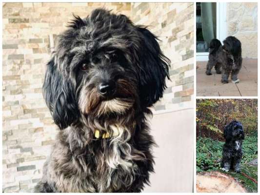 Zeigt her eure Pudel und Pudelmischlinge (:-Beitrag-Bild