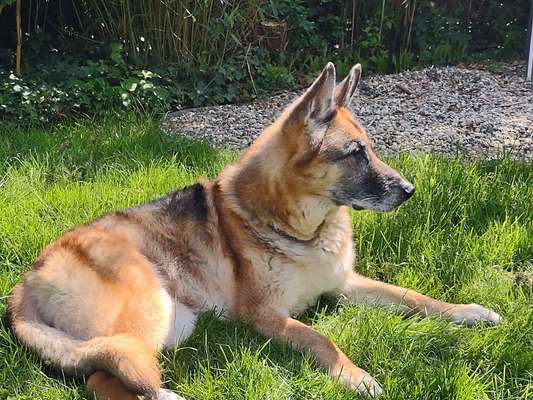 Gespräche zwischen Hund und Halter-Beitrag-Bild