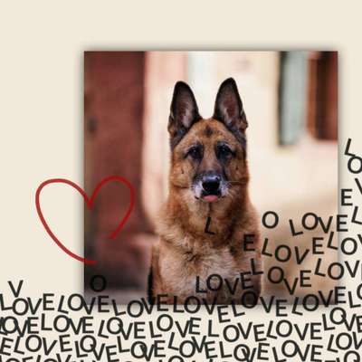 Dogorama Photo Challenge - Herzenshund-Beitrag-Bild