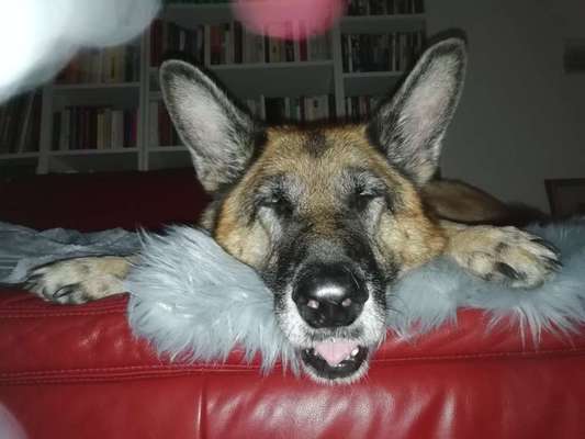 Hier ist der Spaßthread. Zum Schmunzeln und Kaputtlachen-Beitrag-Bild