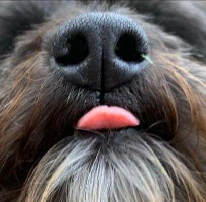 Fotochallenge Nr. 59 - Mein Hund zeigt die Zunge-Beitrag-Bild