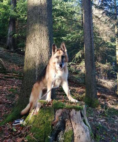 Fotochallenge No. 26                                     Wald und Wiese-Beitrag-Bild