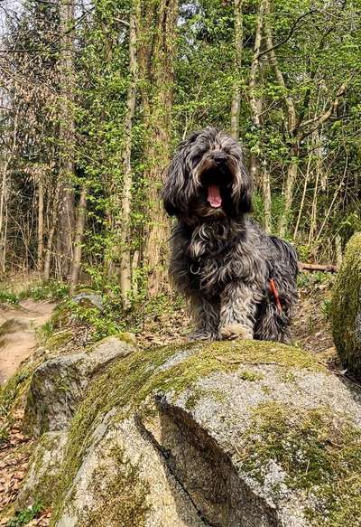 Dogorama Photo Challenge - Steine/Felsen-Beitrag-Bild