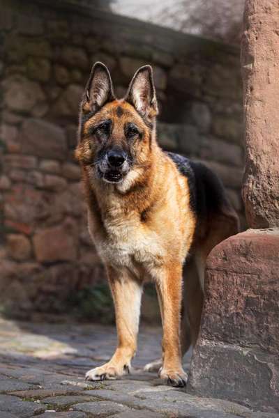 Alles rund um den Schäferhund, diskutieren erwünscht.-Beitrag-Bild