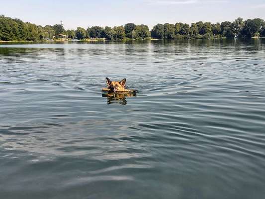 Alles rund um den Schäferhund, diskutieren erwünscht.-Beitrag-Bild