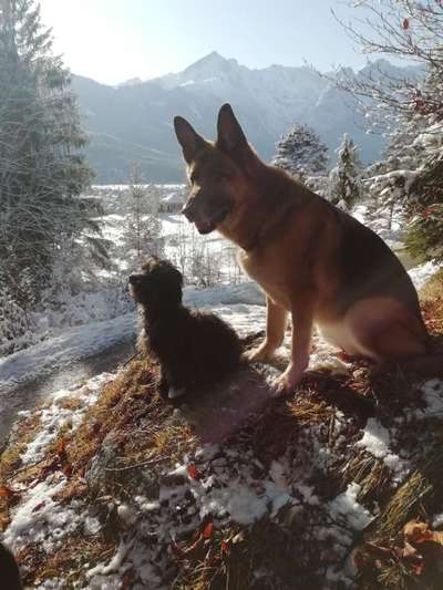 Hund und Natur-Beitrag-Bild