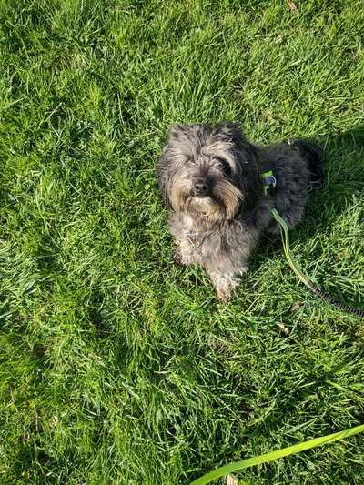 Gespräche zwischen Hund und Halter-Beitrag-Bild