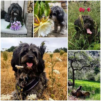 27. Collagen Challenge - Dein Hund mit Blume(n)-Beitrag-Bild