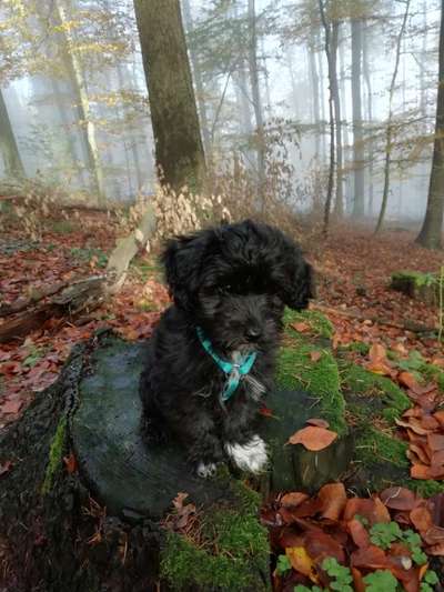 Alles rund um den Schäferhund, diskutieren erwünscht.-Beitrag-Bild