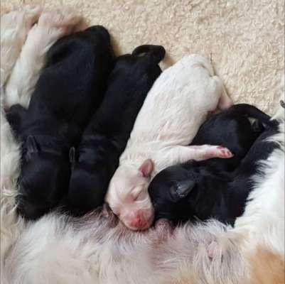 Alles rund um den Schäferhund, diskutieren erwünscht.-Beitrag-Bild