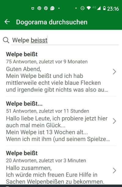 Welpe beißt-Beitrag-Bild