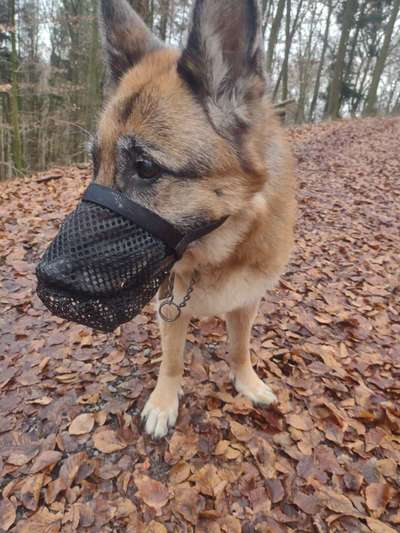 Ersatz für Maulkorb-Beitrag-Bild