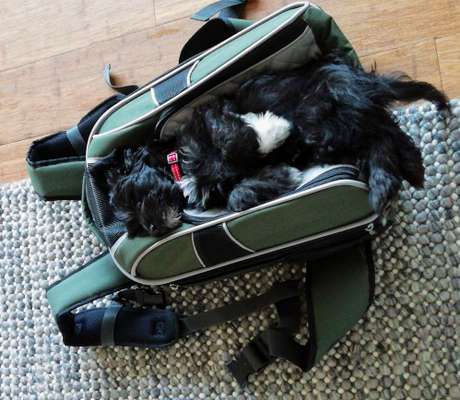 Tragtuch für Welpen-Beitrag-Bild