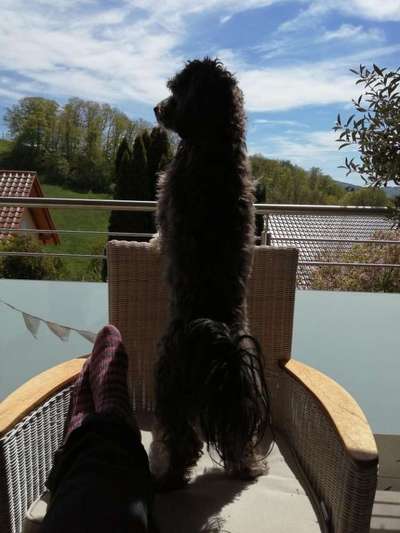 Wenn dein Hund vergisst was er ist...-Beitrag-Bild