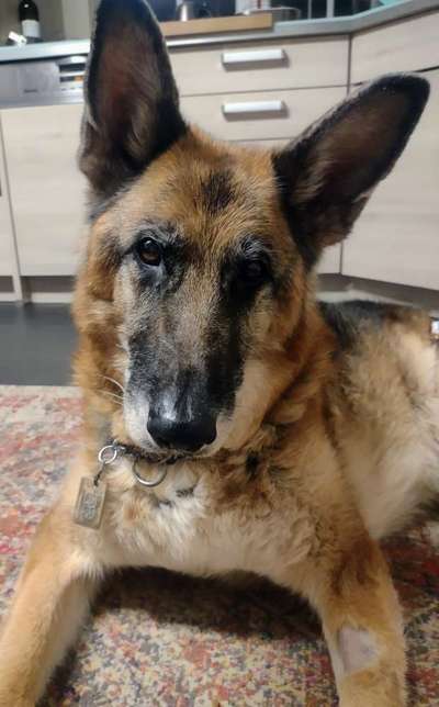 Alles rund um den Schäferhund, diskutieren erwünscht.-Beitrag-Bild