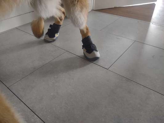 Alles rund um den Schäferhund, diskutieren erwünscht.-Beitrag-Bild