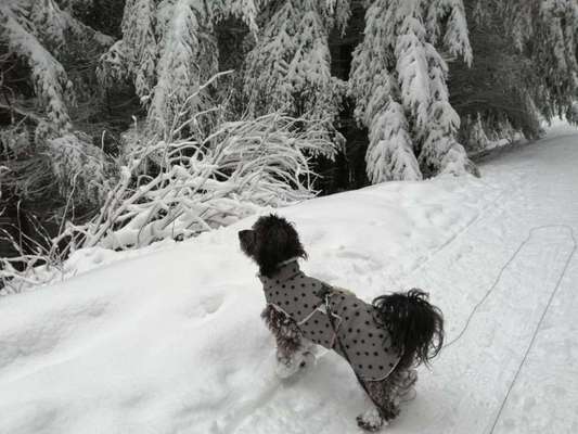 Schnittmuster für selbstgenähte Hundejacke gesucht-Beitrag-Bild