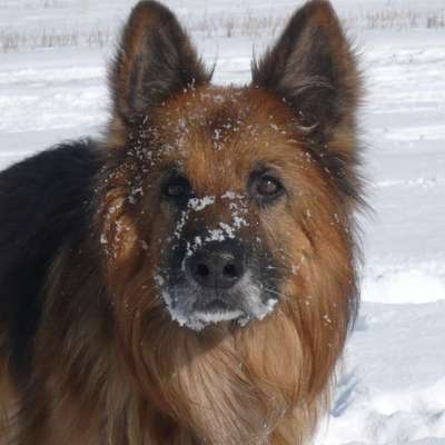 Dogorama Photo Challenge - Winterstimmung-Beitrag-Bild