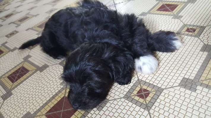 Alles rund um den Schäferhund, diskutieren erwünscht.-Beitrag-Bild