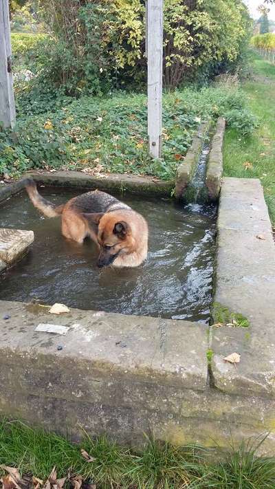 Dogorama Photo Challenge - Gassipause-Beitrag-Bild