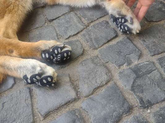 Alles rund um den Schäferhund, diskutieren erwünscht.-Beitrag-Bild