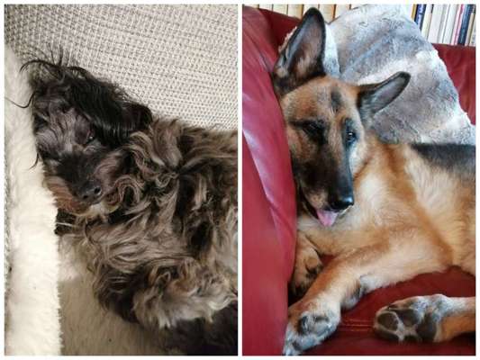 Ab wann fängt das vermenschlichen eines Hundes an ?-Beitrag-Bild