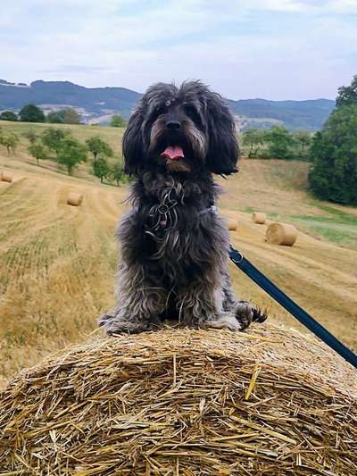 Mischlinge raten - Rätselspaß-Beitrag-Bild