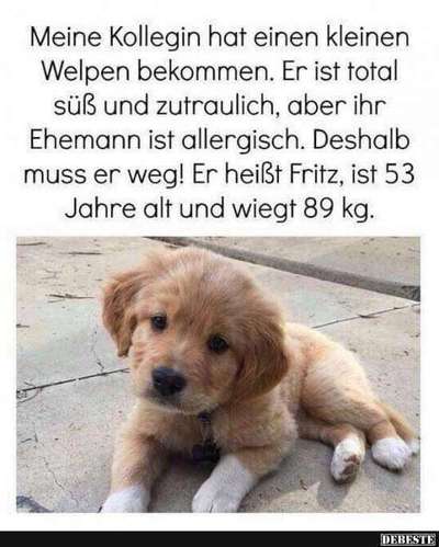 Alles rund um den Schäferhund, diskutieren erwünscht.-Beitrag-Bild