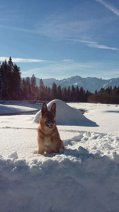 Dogorama Photo Challenge - Winterstimmung-Beitrag-Bild