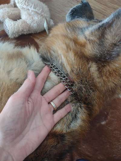 Alles rund um den Schäferhund, diskutieren erwünscht.-Beitrag-Bild