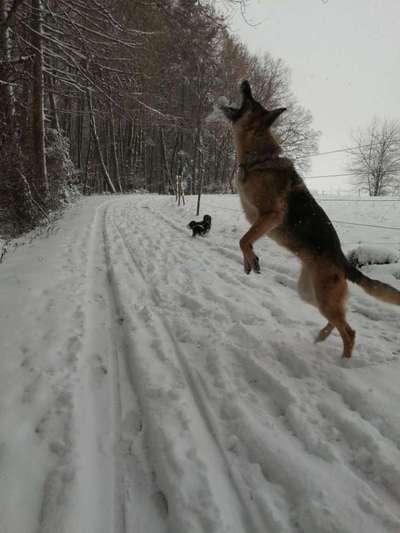 Magendrehung-Beitrag-Bild