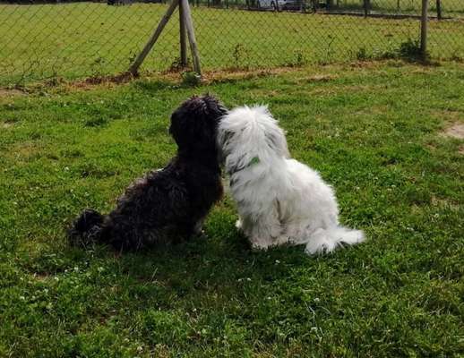 Dogorama Photo Challenge - Gegensätze-Beitrag-Bild