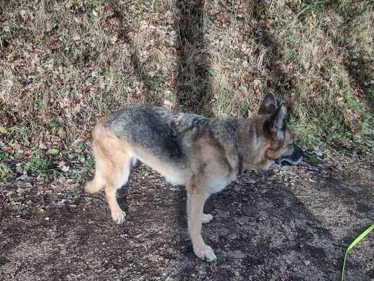 Der Gewichts-Thread-Beitrag-Bild