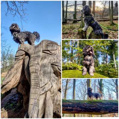 31. Collagen Challenge - Bänke/ Steine /Baumstümpfe-Beitrag-Bild