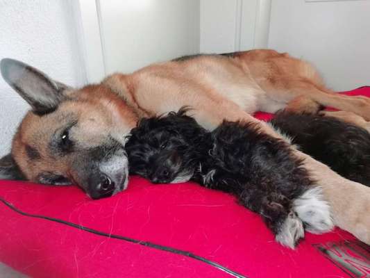 Alles rund um den Schäferhund, diskutieren erwünscht.-Beitrag-Bild