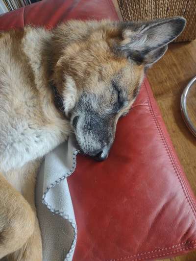 Gespräche zwischen Hund und Halter-Beitrag-Bild